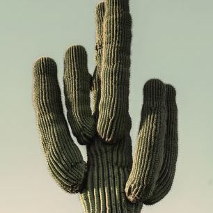輸入壁紙 カスタム壁紙 PHOTOWALL / Green Cactus (e323407)