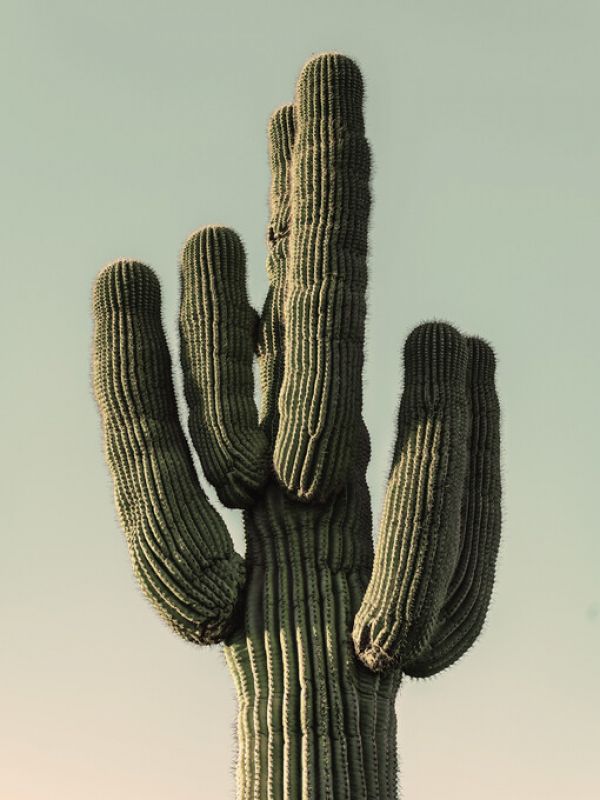 輸入壁紙 カスタム壁紙 PHOTOWALL / Green Cactus (e323407)
