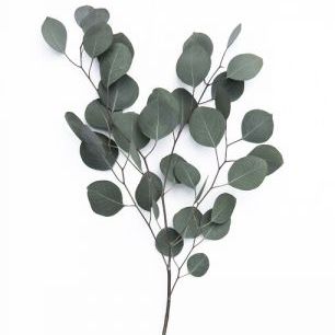 輸入壁紙 カスタム壁紙 PHOTOWALL / Leaf Tree (e323450)