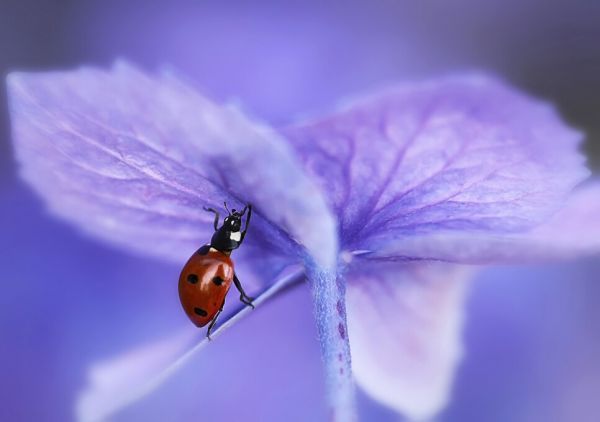 輸入壁紙 カスタム壁紙 PHOTOWALL / Ladybird on Purple Hydrangea (e323649)