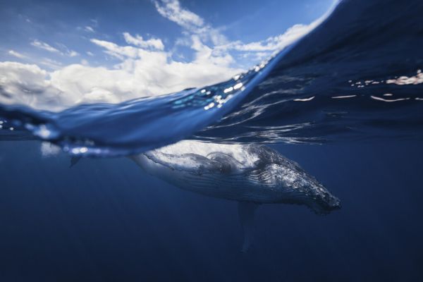 輸入壁紙 カスタム壁紙 PHOTOWALL / Humpback Whale and the Sky (e323667)