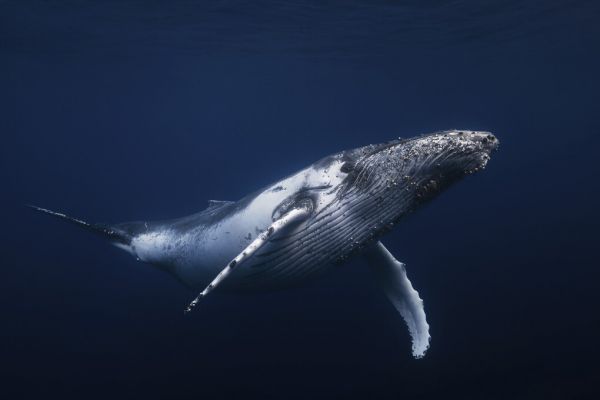 輸入壁紙 カスタム壁紙 PHOTOWALL / Humpback Whale in Blue (e323674)