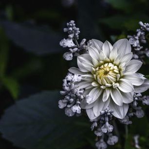 輸入壁紙 カスタム壁紙 PHOTOWALL / Dahlia Flower (e323736)
