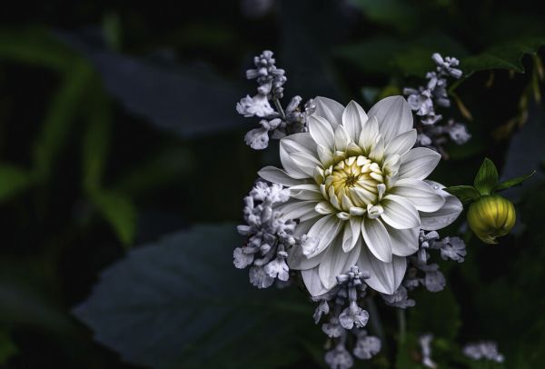 輸入壁紙 カスタム壁紙 PHOTOWALL / Dahlia Flower (e323736)