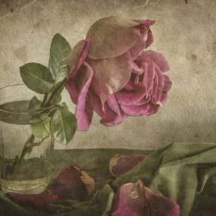 輸入壁紙 カスタム壁紙 PHOTOWALL / Tear of Rose (e323739)