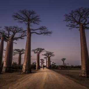 輸入壁紙 カスタム壁紙 PHOTOWALL / All Ace des Baobabs (e323780)
