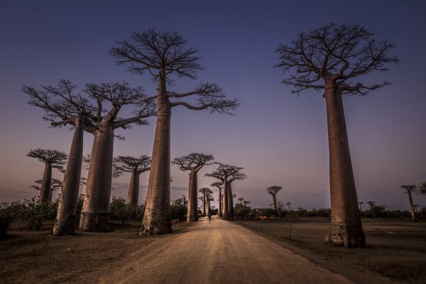 輸入壁紙 カスタム壁紙 PHOTOWALL / All Ace des Baobabs (e323780)