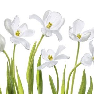 輸入壁紙 カスタム壁紙 PHOTOWALL / White Tulips (e323846)
