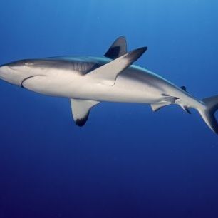 輸入壁紙 カスタム壁紙 PHOTOWALL / Grey Reef Shark (e323848)