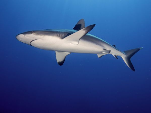 輸入壁紙 カスタム壁紙 PHOTOWALL / Grey Reef Shark (e323848)