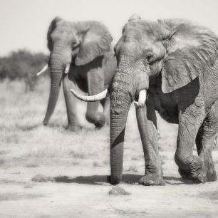 輸入壁紙 カスタム壁紙 PHOTOWALL / Twin Elephants (e323876)