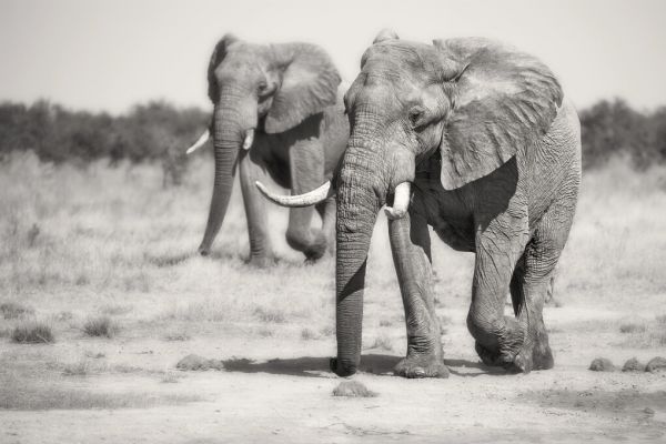 輸入壁紙 カスタム壁紙 PHOTOWALL / Twin Elephants (e323876)
