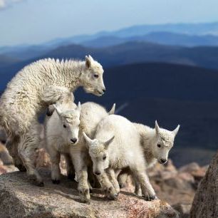 輸入壁紙 カスタム壁紙 PHOTOWALL / Baby Goats at Play (e323881)