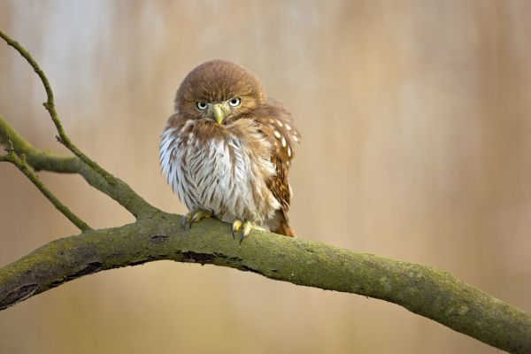 輸入壁紙 カスタム壁紙 PHOTOWALL / Ferruginous Pygmy Owl (e323894)