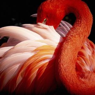 輸入壁紙 カスタム壁紙 PHOTOWALL / Flamingo (e323942)