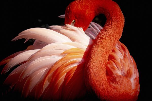 輸入壁紙 カスタム壁紙 PHOTOWALL / Flamingo (e323942)