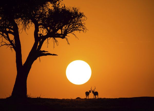 輸入壁紙 カスタム壁紙 PHOTOWALL / African Sunset (e323943)