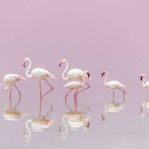 輸入壁紙 カスタム壁紙 PHOTOWALL / Flamingos (e323954)