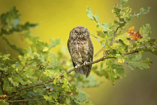 輸入壁紙 カスタム壁紙 PHOTOWALL / Eurasian Scops Owl (e323956)