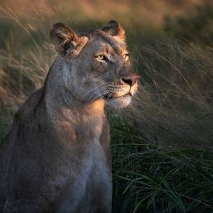 輸入壁紙 カスタム壁紙 PHOTOWALL / Lioness at First Day Light (e323960)