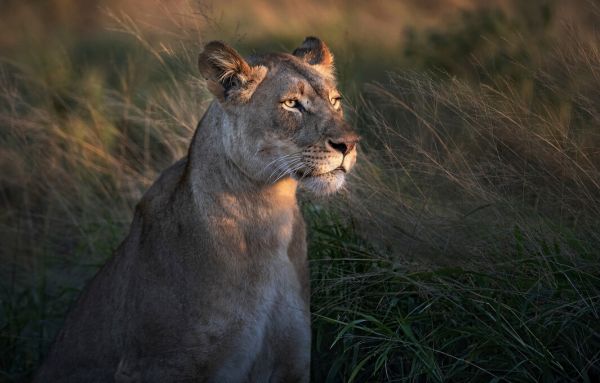 輸入壁紙 カスタム壁紙 PHOTOWALL / Lioness at First Day Light (e323960)