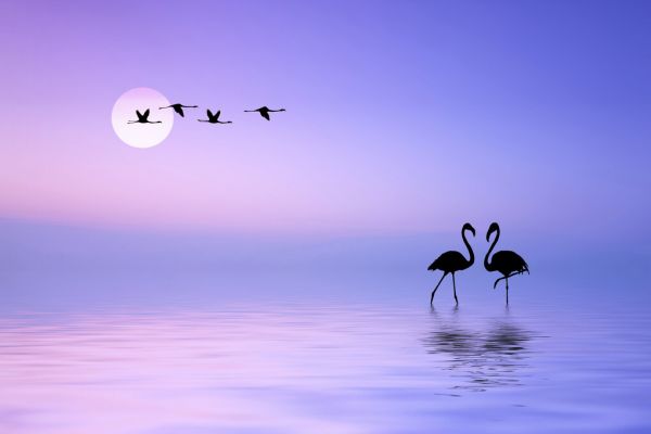 輸入壁紙 カスタム壁紙 PHOTOWALL / Flying Flamingo (e323975)