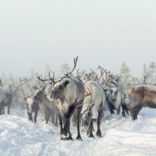 輸入壁紙 カスタム壁紙 PHOTOWALL / Reindeers (e324006)