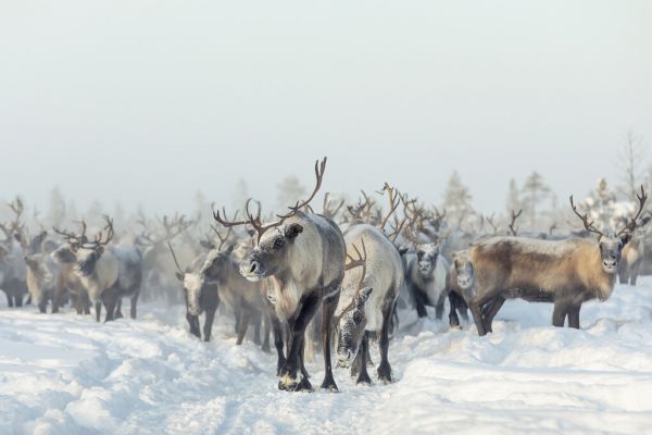輸入壁紙 カスタム壁紙 PHOTOWALL / Reindeers (e324006)