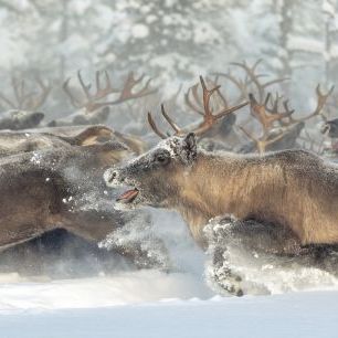 輸入壁紙 カスタム壁紙 PHOTOWALL / Reindeers (e324020)