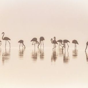 輸入壁紙 カスタム壁紙 PHOTOWALL / Flamingos in the Mist (e324027)