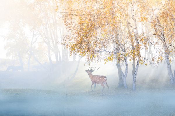 輸入壁紙 カスタム壁紙 PHOTOWALL / Elk Lost in Mist (e324063)