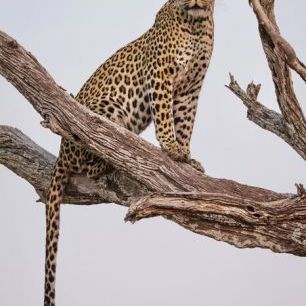 輸入壁紙 カスタム壁紙 PHOTOWALL / Leopard Portrait (e324080)