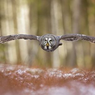 輸入壁紙 カスタム壁紙 PHOTOWALL / Great Grey Owl (e324089)
