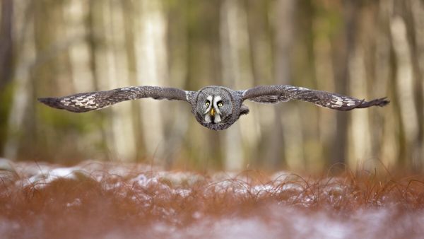 輸入壁紙 カスタム壁紙 PHOTOWALL / Great Grey Owl (e324089)