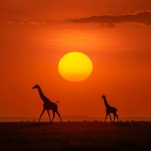輸入壁紙 カスタム壁紙 PHOTOWALL / Giraffes in the Sunset (e324124)