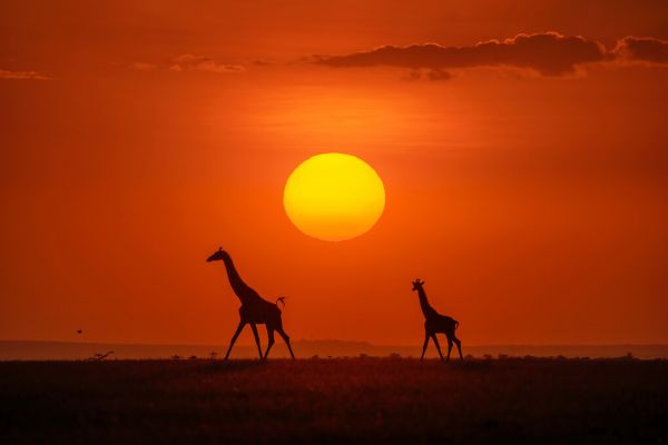 輸入壁紙 カスタム壁紙 PHOTOWALL / Giraffes in the Sunset (e324124)