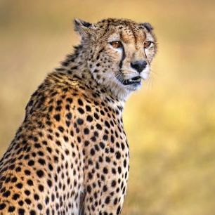 輸入壁紙 カスタム壁紙 PHOTOWALL / Cheetah Portrait (e324130)