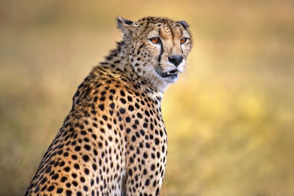 輸入壁紙 カスタム壁紙 PHOTOWALL / Cheetah Portrait (e324130)