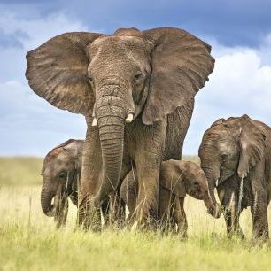 輸入壁紙 カスタム壁紙 PHOTOWALL / Protecting Elephant Mom (e324136)