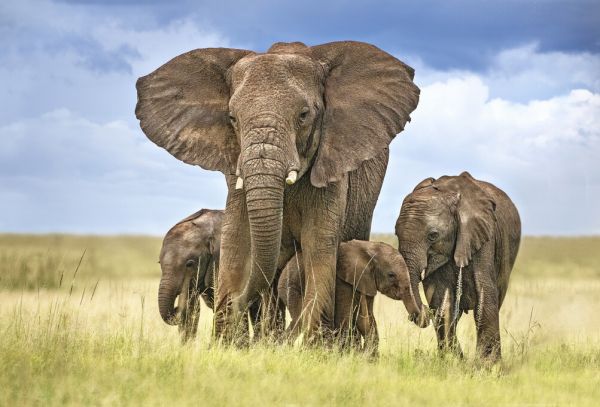 輸入壁紙 カスタム壁紙 PHOTOWALL / Protecting Elephant Mom (e324136)
