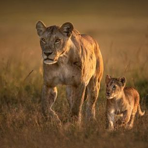 輸入壁紙 カスタム壁紙 PHOTOWALL / Mom Lioness with Cub (e324433)