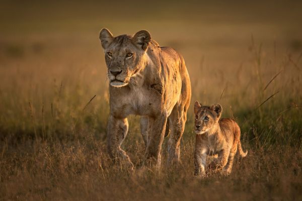 輸入壁紙 カスタム壁紙 PHOTOWALL / Mom Lioness with Cub (e324433)