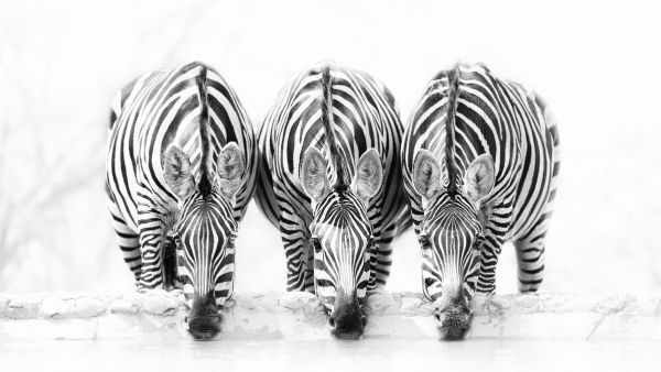 輸入壁紙 カスタム壁紙 PHOTOWALL / Zebras (e324437)