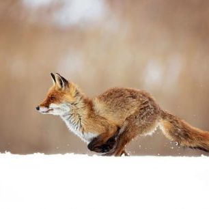 輸入壁紙 カスタム壁紙 PHOTOWALL / Red Fox (e324446)