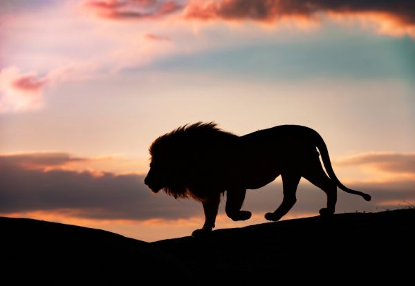輸入壁紙 カスタム壁紙 PHOTOWALL / Sunset in the Serengeti (e324467)