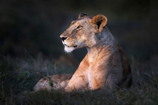 輸入壁紙 カスタム壁紙 PHOTOWALL / Lone Lioness (e324468)