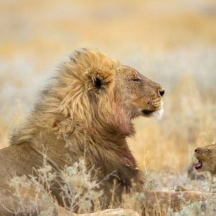 輸入壁紙 カスタム壁紙 PHOTOWALL / Male Lion with Cub (e324469)