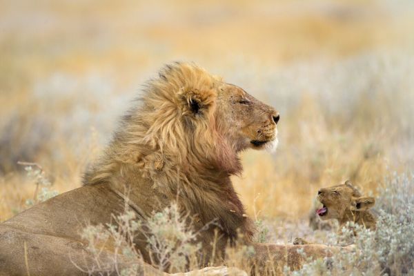 輸入壁紙 カスタム壁紙 PHOTOWALL / Male Lion with Cub (e324469)