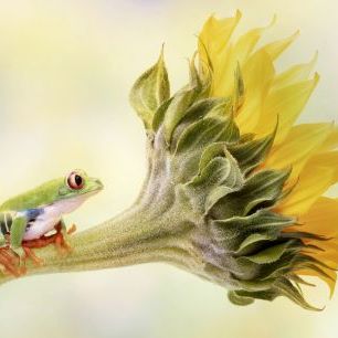 輸入壁紙 カスタム壁紙 PHOTOWALL / Tree Frog on a Sunflower (e324471)