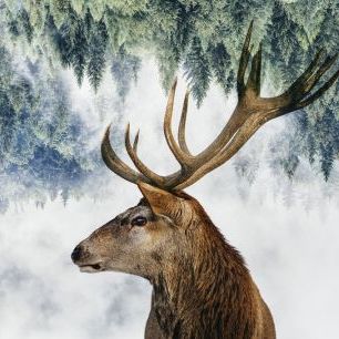 輸入壁紙 カスタム壁紙 PHOTOWALL / Deer and the Woods (e324474)